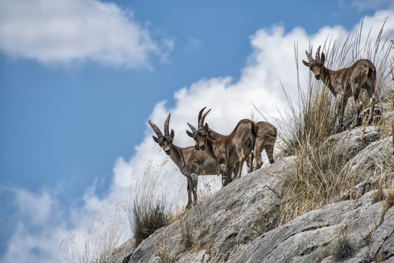 mountain goats, horns, ruminants-6580604.jpg